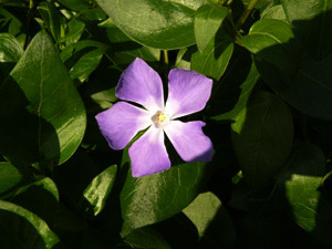 Vivers Càrex - Vinca major 